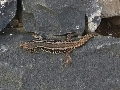 Hännänpudotus