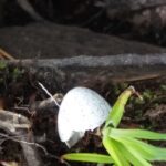 KÄYTÖSTAVAT OVAT VÄLITTÄMISTÄ