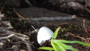 Read more about the article KÄYTÖSTAVAT OVAT VÄLITTÄMISTÄ