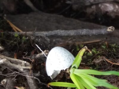 KÄYTÖSTAVAT OVAT VÄLITTÄMISTÄ