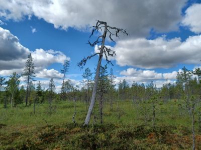 KADOTETTUJEN SUKUPOLVIEN KETJU