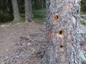 Read more about the article PERUSTEHTÄVÄN ÄÄRELLÄ